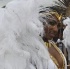 bliss_carnival_tuesday_2011_part1-082