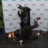 digicel_imax_red_carpet_oct11-009