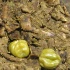 grub_and_grog_dec4-021