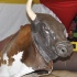 rumland_2011-088
