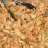 shades_2011-097