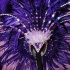 bachanal_mas_bandlaunch_2011-021