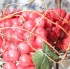boujoix_jan15-136