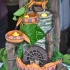 iron_pot_curry_duck_explosion_apr29-003