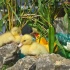 iron_pot_curry_duck_explosion_apr29-068