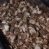 tribe_oink_dec2-081