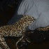 paranormal_nov4-137