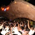 spicemas_jouvert_2013_pt1-014