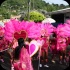 spicemas_monday_2013-009
