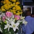sugarcane_blossom_2014-013